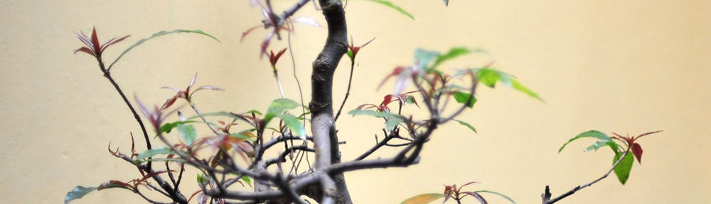 SJ WEP – General Health News